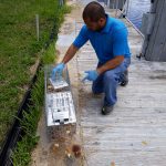 Gallery – Daddy's Pest Solutions