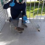 Gallery – Daddy's Pest Solutions