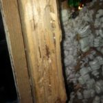 Gallery – Daddy's Pest Solutions