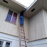 Gallery – Daddy's Pest Solutions