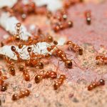 Fire ants