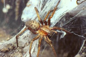 hobo-spider_0-300x200
