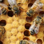 Honey bee