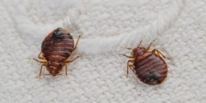 o-BEDBUG-facebook-300x150