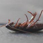 Cockroach