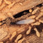 Termites
