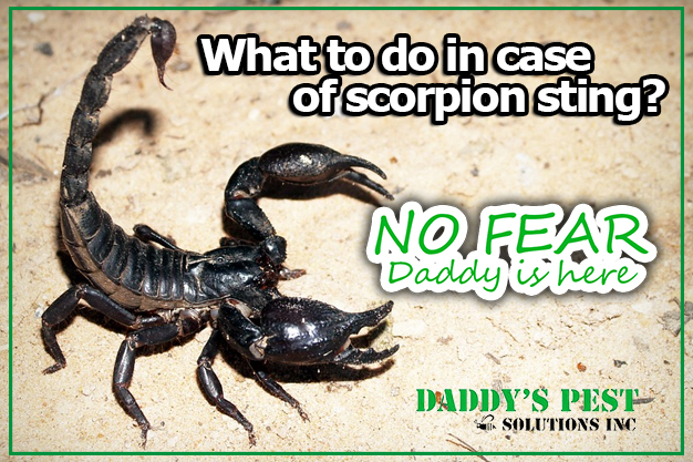 Blog – Daddy's Pest Solutions