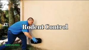 RodentControl_rats_and_mice
